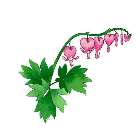 Bleeding Heart Flower Drawing