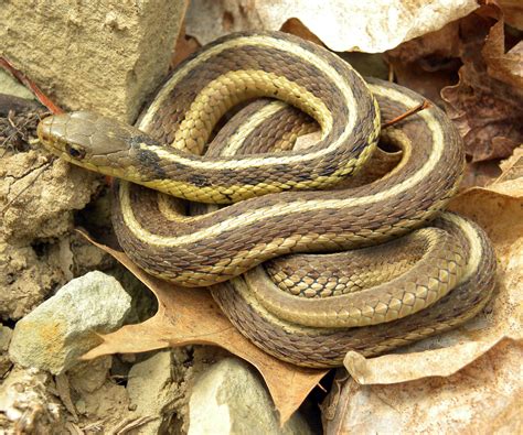 File:Thamnophis sirtalis sirtalis Wooster.jpg - Wikimedia Commons