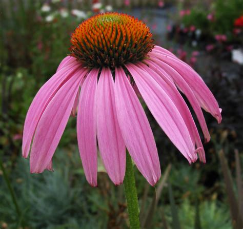 Echinacea purpurea PURPLE CONEFLOWER - SeedScape