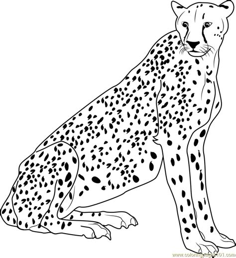 Cheetah Printable Coloring Pages - Coloring Home