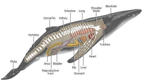 Pin en Weapon and War Anatomy