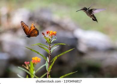 Hummingbird And Butterfly Photos and Images | Shutterstock