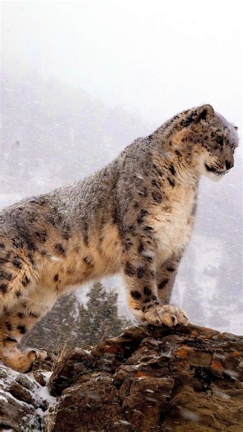 Snow Leopard Iphone Wallpaper