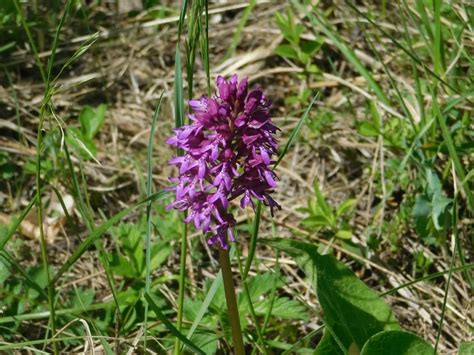 Free picture: grape hyacinth, nature, grass, flower, garden, leaf, outdoor, plant