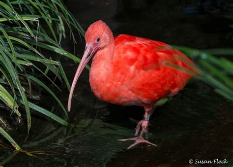 Scarlet Ibis