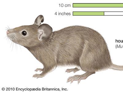 Mouse | Description, Habitat, Diet, Classification, & Facts | Britannica