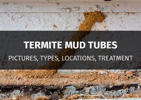 Termite Mud Tube: What Does It Look Like and How To Get Rid of It