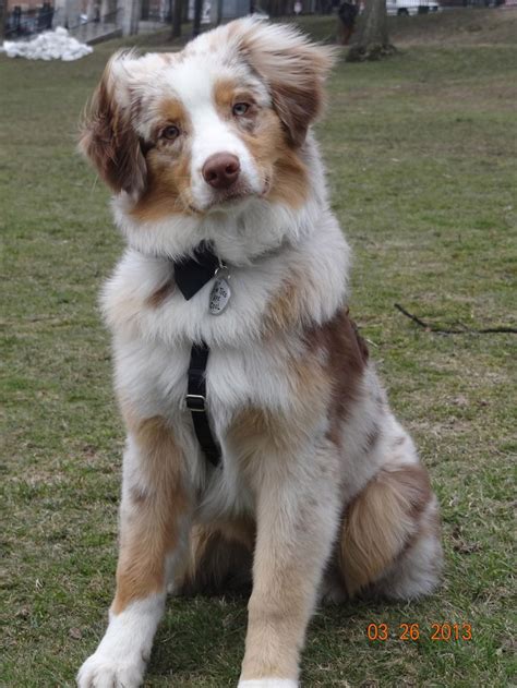 Best 25+ Red merle australian shepherd ideas on Pinterest | Mini aussie ...