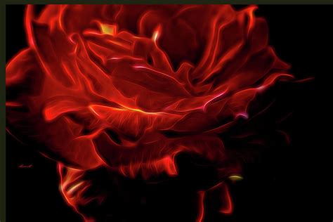 Fiery rose Photograph by Dennis Baswell - Fine Art America