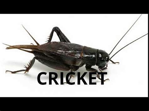 CRICKET MEME SOUND#short - YouTube