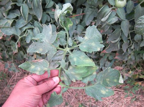 IowaVegetables: Tomato Leaf Mold