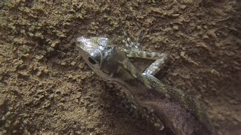 Water anole underwater breathing - YouTube