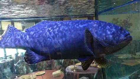 A Giant Blue Grouper 3+' - 2016-10-03_104854 | Fish tank, Grouper, Picture