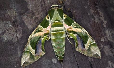 Oleander Hawk-moth | Butterfly Conservation