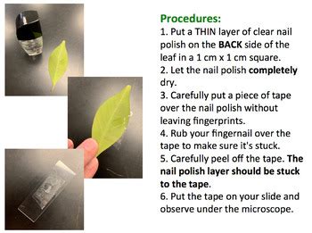 Stomata Microscope Lab by Science Lessons That Rock | TPT