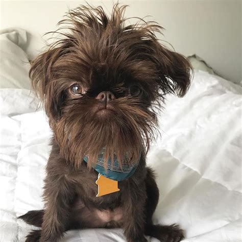 Featured Griff @itsallaboutmila Follow and tag #grumpygriffons ...