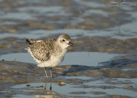 Nonbreeding Black-bellied Plover fluffing up – Mia McPherson's On The ...