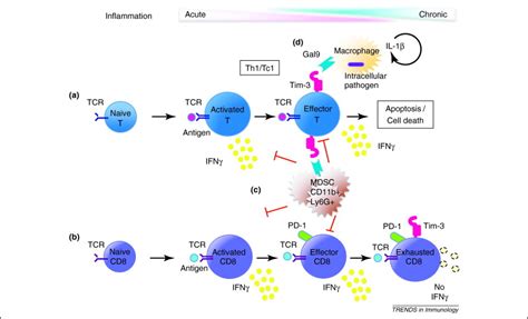 Emerging Tim-3 functions in antimicrobial and tumor immunity: Trends in Immunology