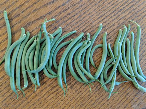 First green bean harvest 🙂 : r/gardening