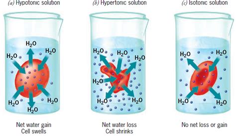 This note introduces the main concepts in the process of osmosis in ...