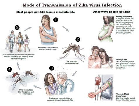 Zika virus Infection: Causes, Sign & Symptoms, Mode of Transmission, Diagnosis, Complication ...