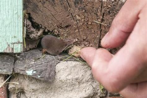 How to Identify Shrews, Moles & Voles | Sciencing