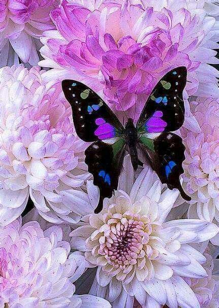 Pin on Flutterby | Beautiful butterflies, Butterfly wallpaper ...