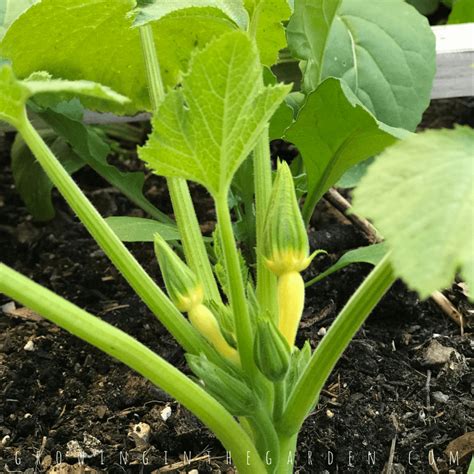 5 Tips for Growing Summer Squash | Growing In The Garden | Squash flowers, Growing squash ...