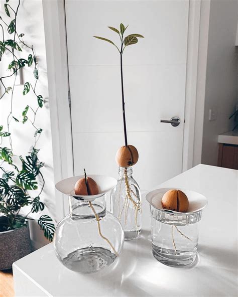 Grow a avocado plant - Australian Avocados