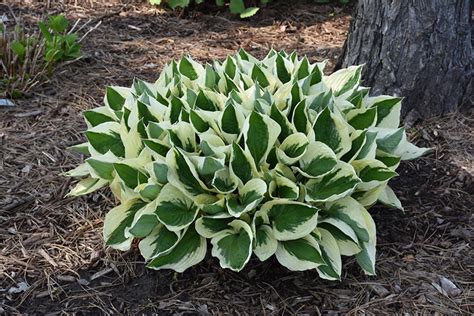 Patriot Hosta (Hosta 'Patriot') in Strathmore Calgary Drumheller Brooks ...