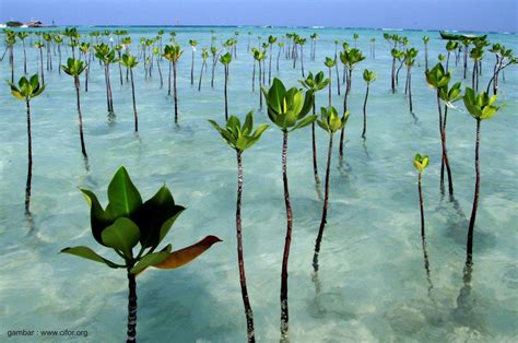 Jenis - Jenis Mangrove ~ AanBLOG