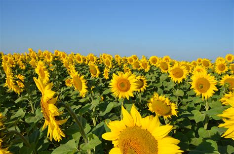 Tournesols en plein soleil | Stephane Mignon | Flickr