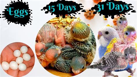 BUDGIE GROWTH STAGES | First 31 Days of Babies Timelapse , Until the ...