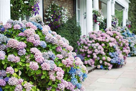 How to Boost the Color of Your Hydrangeas | Martha Stewart