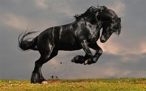 Black Horse Jumping Wallpapers - Wallpaper Cave