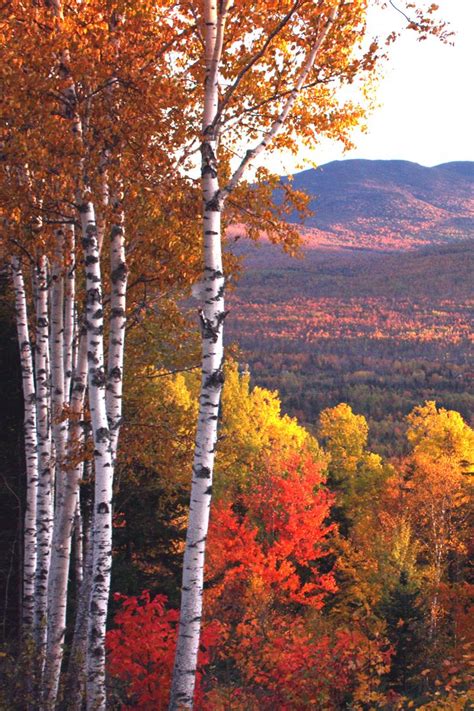 an autumn scene with trees and mountains in the background