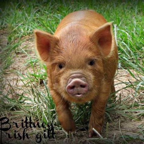 The History of KuneKune Pigs - All About Kunekune Pigs Blog - GRIT ...