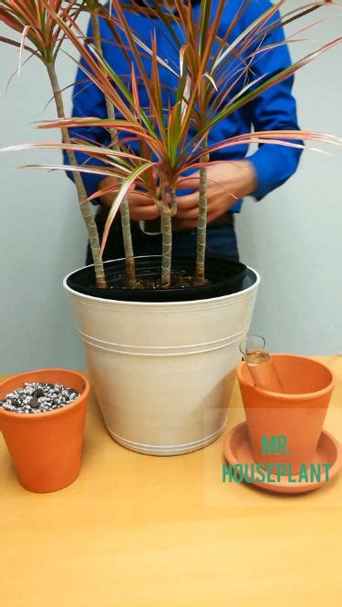 Dracaena Propagation | Dragon tree plant, Dragon tree care, Dragon tree