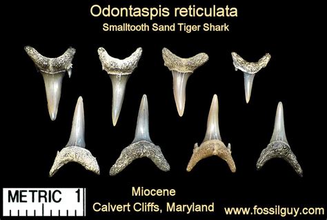 Fossil Shark Tooth Identification for Calvert Cliffs of Maryland ...