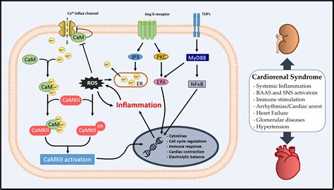 Frontiers | An Overview of the Role of Calcium/Calmodulin-Dependent ...