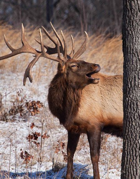 Wildlife Viewing at Kentucky Lake & Lake Barkley | KentuckyLake.com