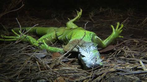 Frozen iguanas fall from trees as temperatures drop in Florida