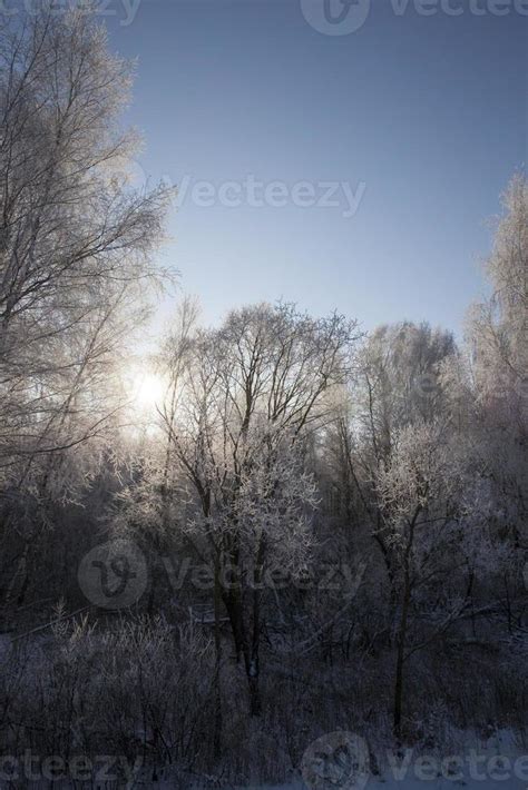 Winter landscape, forest 9754187 Stock Photo at Vecteezy