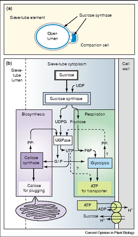 Sucrose metabolism: regulatory mechanisms and pivotal roles in sugar sensing and plant ...