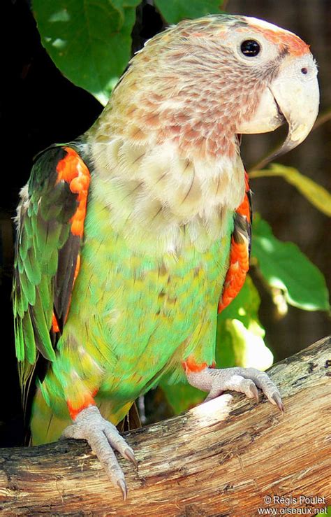 Cape Parrot - Poicephalus robustus female adult - repo63009