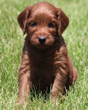 Mini Irish Goldendoodle Puppies