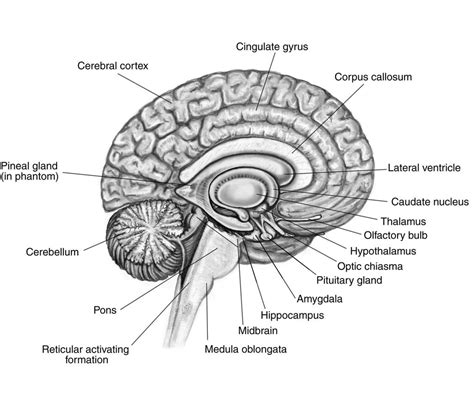 Brain Diagram Labeled Simple