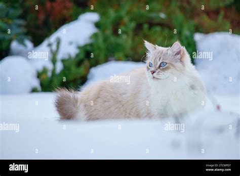 Cat of the Neva masquerade with blue eyes in the snow Stock Photo - Alamy