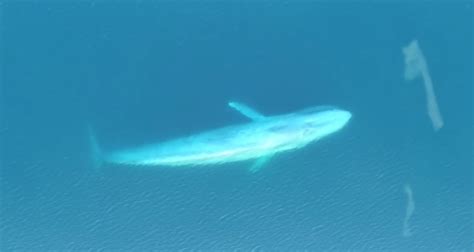 Rare Blue Whale Feeding Captured by Drone - EyeOnDrones.com