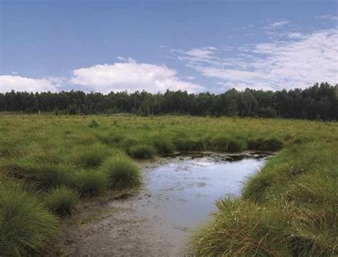 Peat Bog Restoration - Sphagnum Peat Formation | PRO-MIX | Peat bog ...